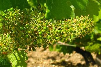 Sociando-Mallet - Le vignoblependant l'été